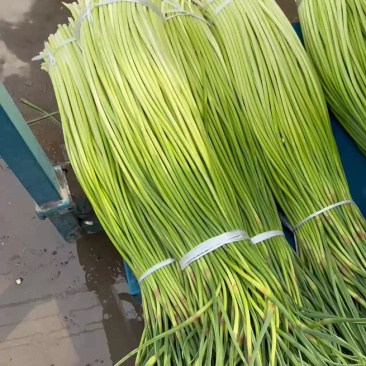 河南商丘6米8牛持续供货，两个入库调运中。
