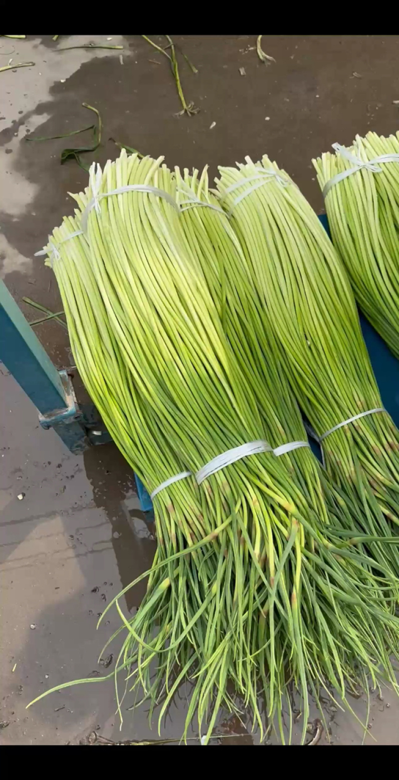 河南商丘6米8牛持续供货，两个入库调运中。