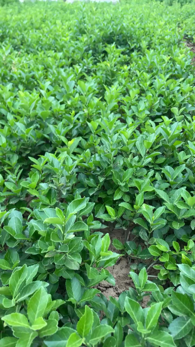 卫矛免费包邮保湿发货确保苗木新鲜到家基地直销提供发票