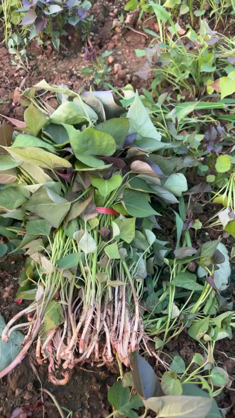 优质脱毒红薯苗西瓜红苗种苗技术指导成活率高欢迎联系