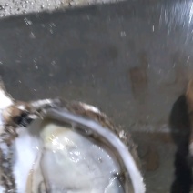 精品生蚝，原产地，大连生蚝，生蚝肉，品质保证，全规格供应