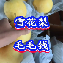 （精选）河北雪花梨产地直销毛毛钱一斤，口感脆甜，货源充足