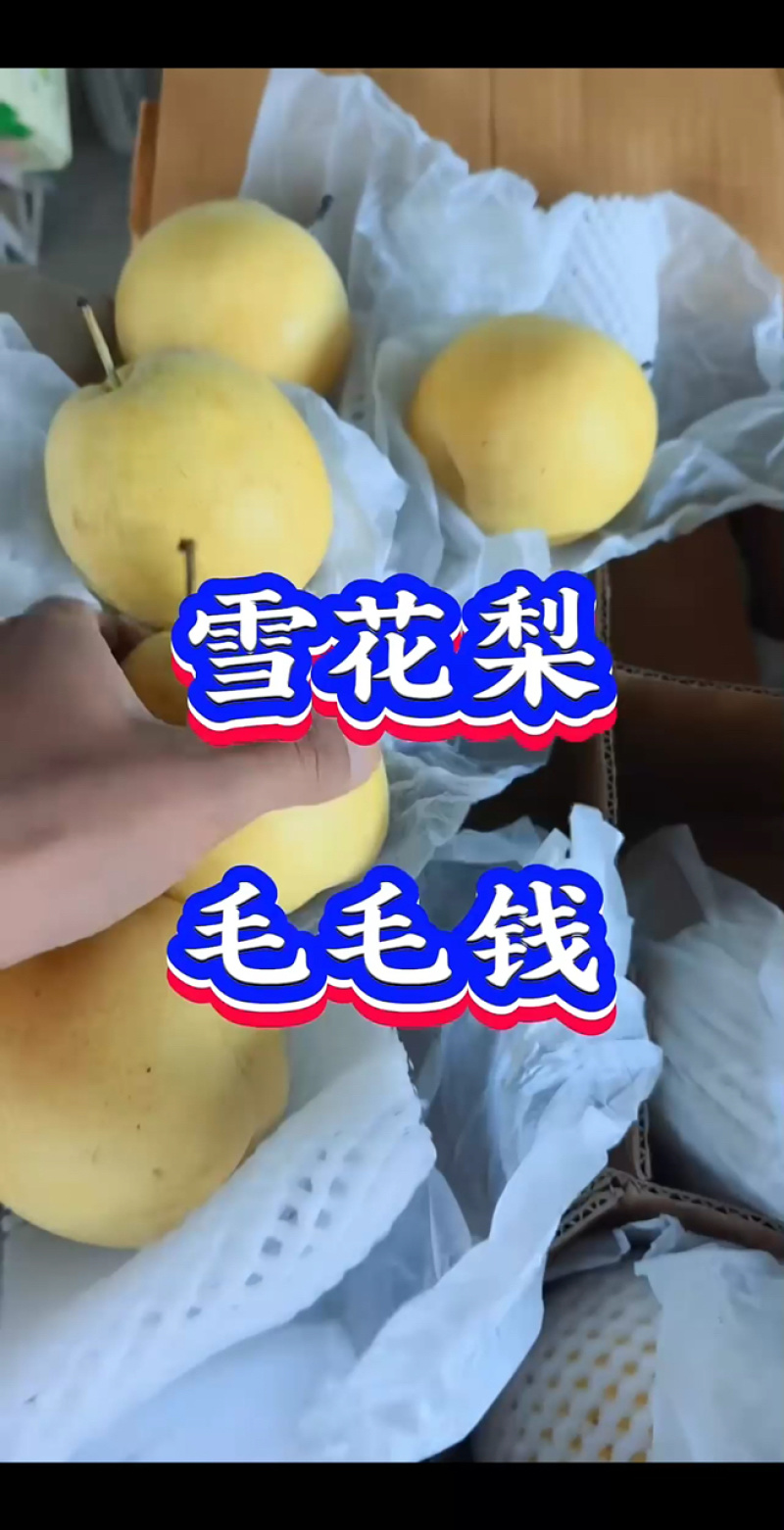 （精选）河北雪花梨产地直销毛毛钱一斤，口感脆甜，货源充足