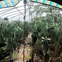 仙人掌6cm成活率95%以上，有带根发货