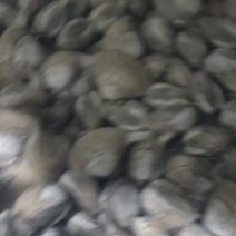 【精品】黄蚬子肉大肥美饱满无沙质量保证