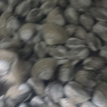 【精品】黄蚬子肉大肥美饱满无沙质量保证
