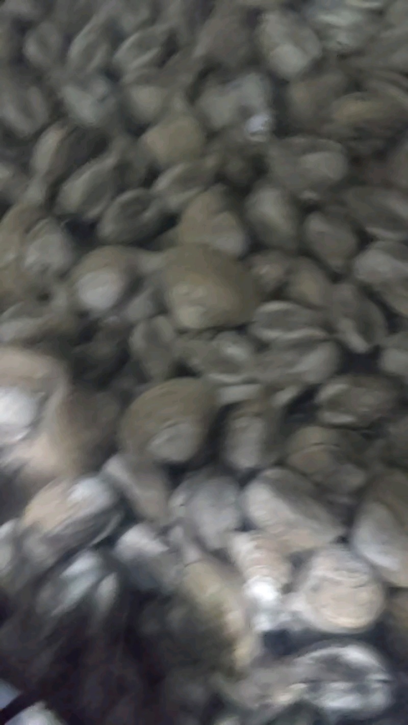 【精品】黄蚬子肉大肥美饱满无沙质量保证