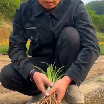 黄花菜种苗高产量黄花菜苗子免费提供技术指导包教包会