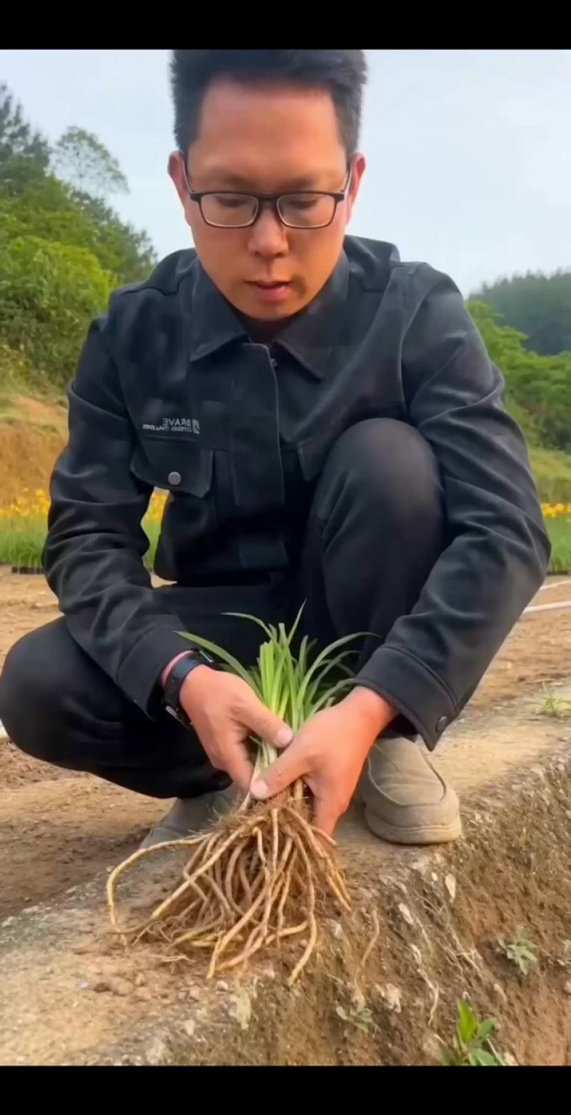 黄花菜种苗高产量黄花菜苗子免费提供技术指导包教包会