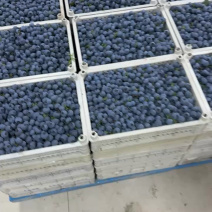精品蓝莓大量出货品质保证价格优惠欢迎老板前来合作