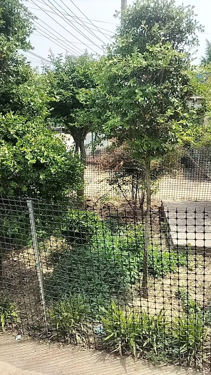 紫薇，天鹅绒紫薇