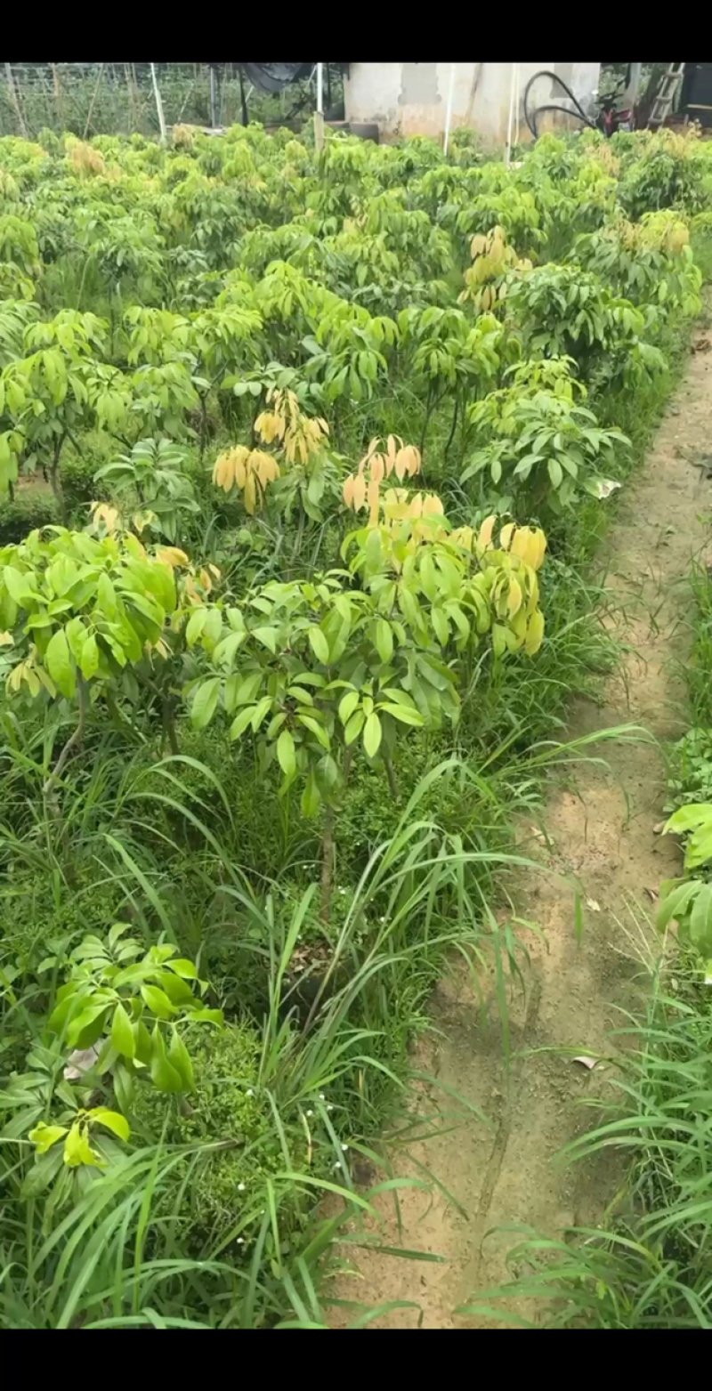 贡品仙进奉荔枝嫁接苗，4年嫁接苗、1.6~2公分杯苗
