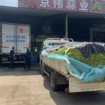 山东产地精品红包，蒜苔大量上市现采现摘