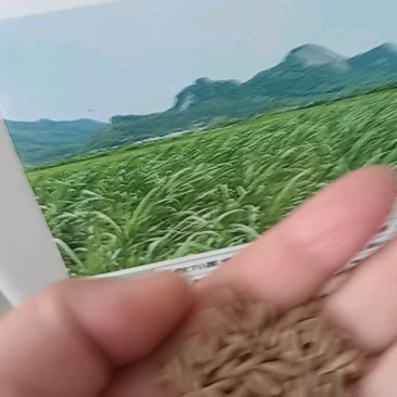 冬牧70黑麦草种子冬牧草子多次收割耐寒牧草猪牛羊鸡鸭鹅鱼