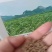 冬牧70黑麦草种子冬牧草子多次收割耐寒牧草猪牛羊鸡鸭鹅鱼