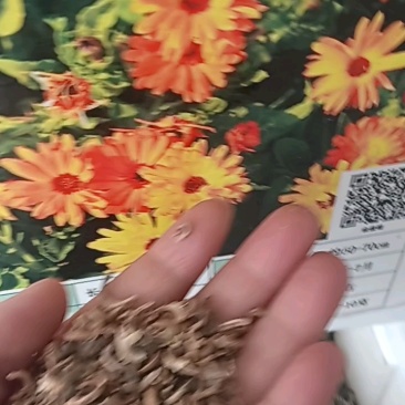 金盏菊种子金盏花常春花期长花海园林庭院景观盆栽花卉耐旱花
