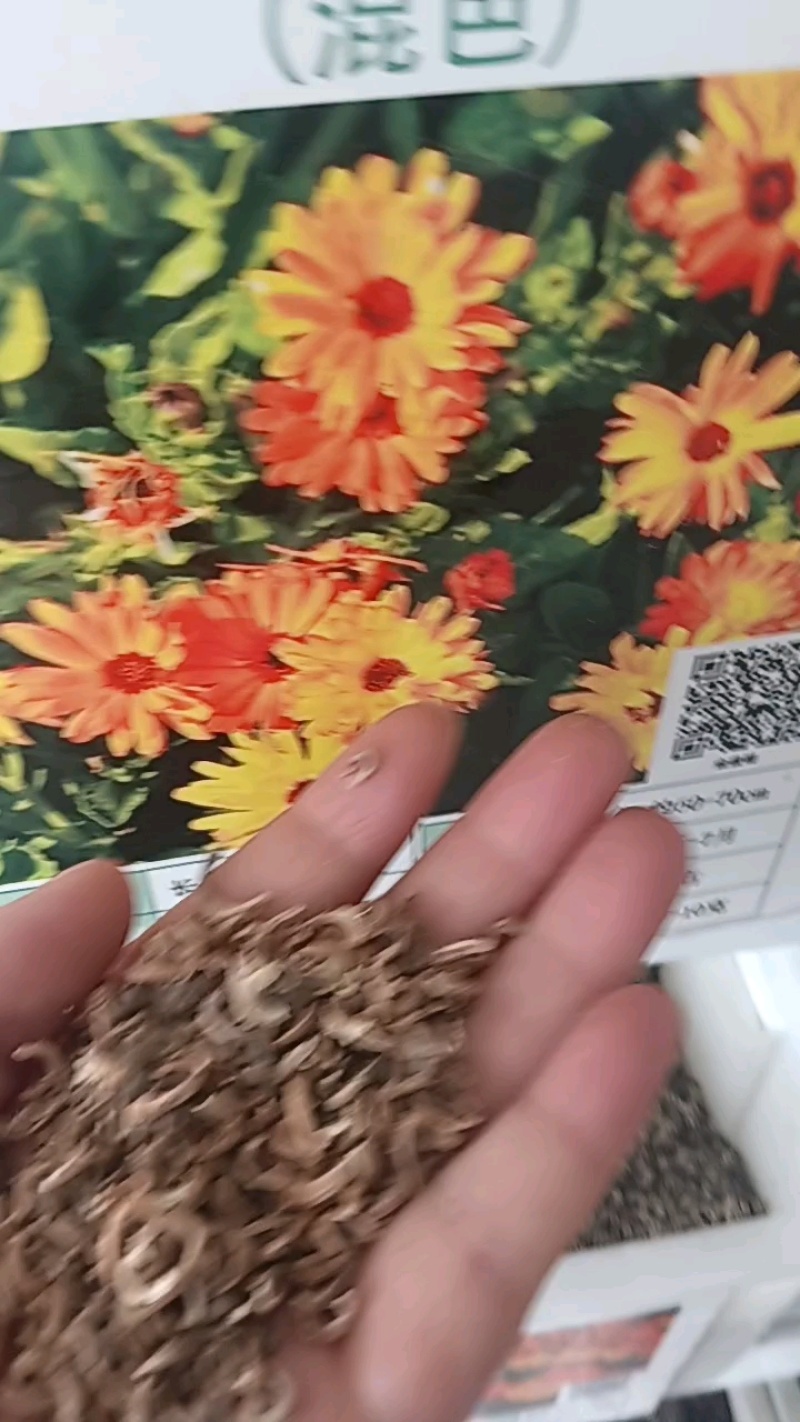 金盏菊种子金盏花常春花期长花海园林庭院景观盆栽花卉耐旱花