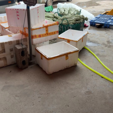 精品白豆角🤝产地直发🤝电商超市🤝质量保证，物流全国