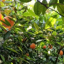 【伦晚脐橙】湖北脐橙大量有货一手货源欢迎咨询