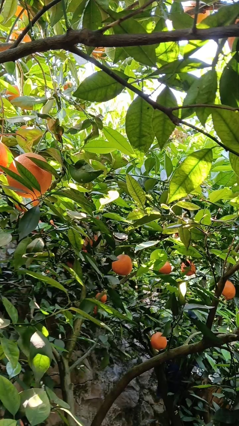 【伦晚脐橙】湖北脐橙大量有货一手货源欢迎咨询