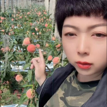 乐亭大棚蜜桃/产地直供/量大从优/欢迎选购/保质保量