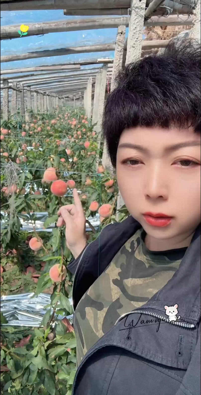 乐亭大棚蜜桃/产地直供/量大从优/欢迎选购/保质保量