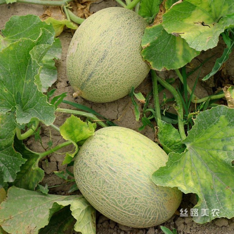 西州蜜瓜