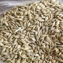 大麦2060每吨装车