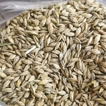 大麦2060每吨装车