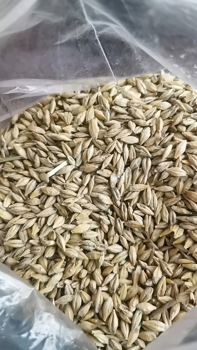 大麦2060每吨装车