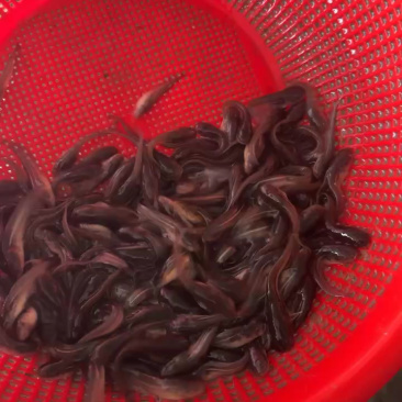 南方大口鲶鱼淡水养殖食用二须胡子土鲶鱼河鲶叉口鲶鱼