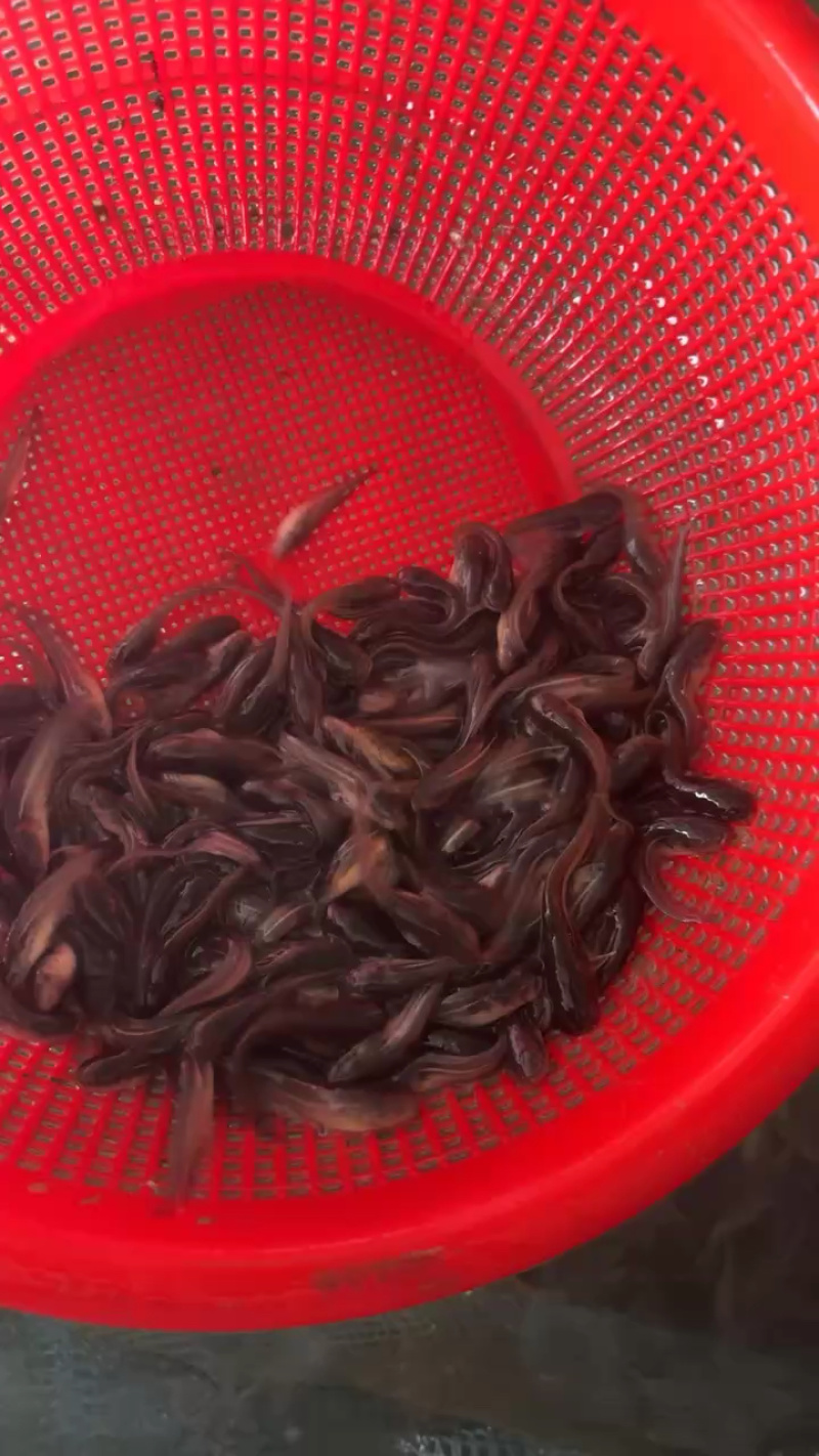 南方大口鲶鱼淡水养殖食用二须胡子土鲶鱼河鲶叉口鲶鱼
