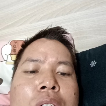 六马正宗蜂糖李一代嫁接苗四月李六月李营养杯苗