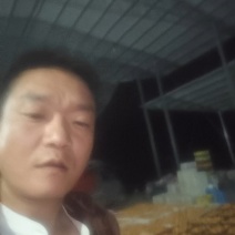 大五星枇杷，工厂果，电商果，支持一件代发，大量供应中