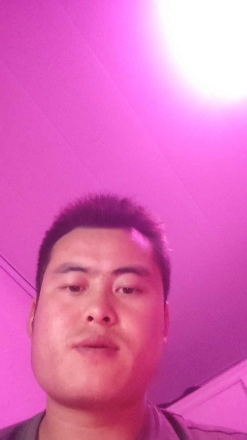黄芪片