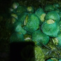 优质生菜球