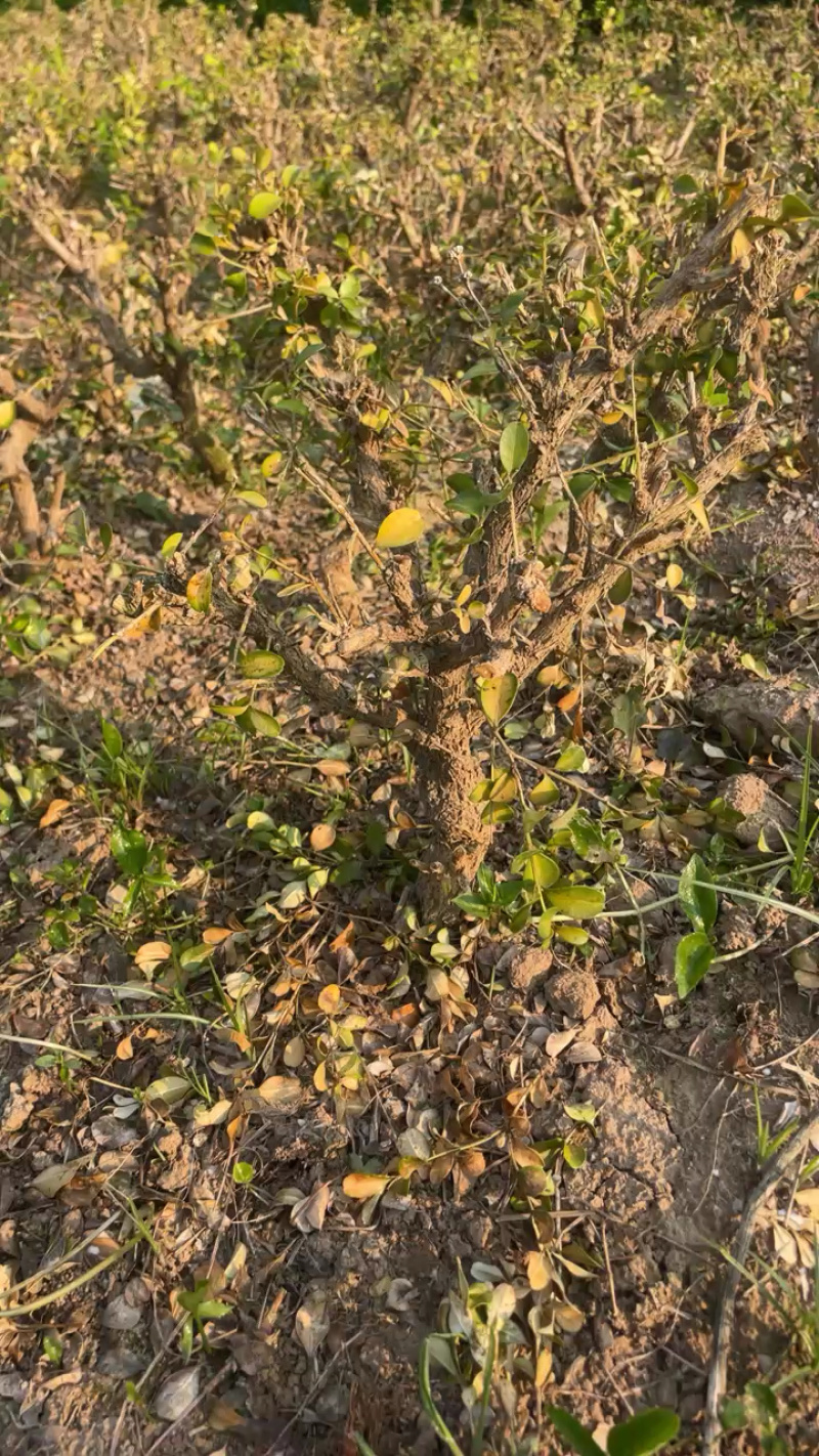 黄杨盆景造型黄杨不含盆免费包邮订购素材苗免费送铝丝