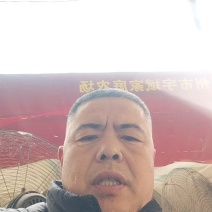 河北石家庄精品雪花梨产地直销量大从优欢迎进店咨询