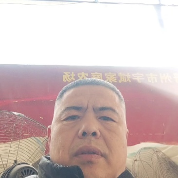 皇冠梨，大量上市，鲜甜可口，欢迎采购商致电