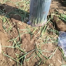 铁杆小葱产地直供山东小葱团购超市市场批发