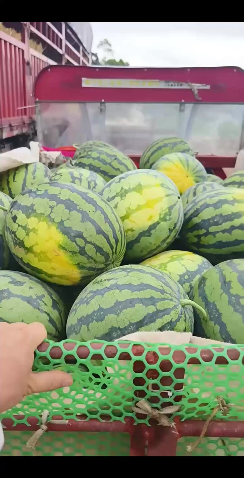 甜王-美都西瓜、8424/小西瓜、全国可发质量三包！！