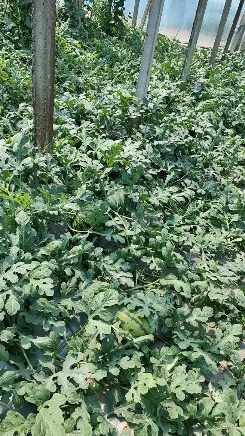 山东聊城大棚甜王西瓜口感清甜/产地直发大量上市