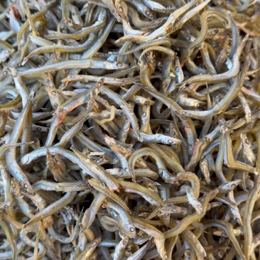 银针鱼，新货新到家，质量不错，大量现货批发！可以即食