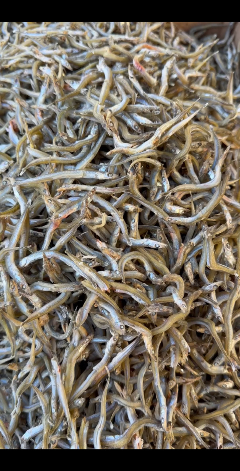 银针鱼，新货新到家，质量不错，大量现货批发！可以即食