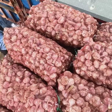 【精选】大蒜河南新大蒜紫皮蒜-辣味十足-品质保障-回购超高