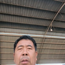山东莘县黄金六号，凤金六号大量上市，产地直供