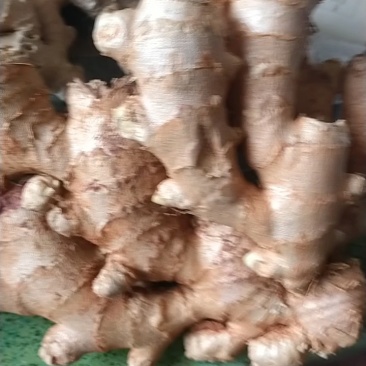 高产脱毒姜种大量有货，各种姜种都有，出芽壮，姜高产