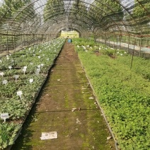 实批发【菊花盆景】展会菊花造型，对接单位活动政府采购招标