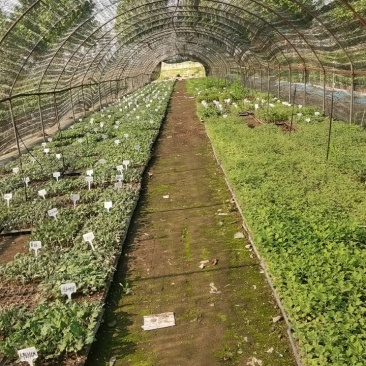 ★独本菊★菊花盆景★展会菊★价位便宜★产地直销