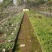 ★独本菊★菊花盆景★展会菊★价位便宜★产地直销